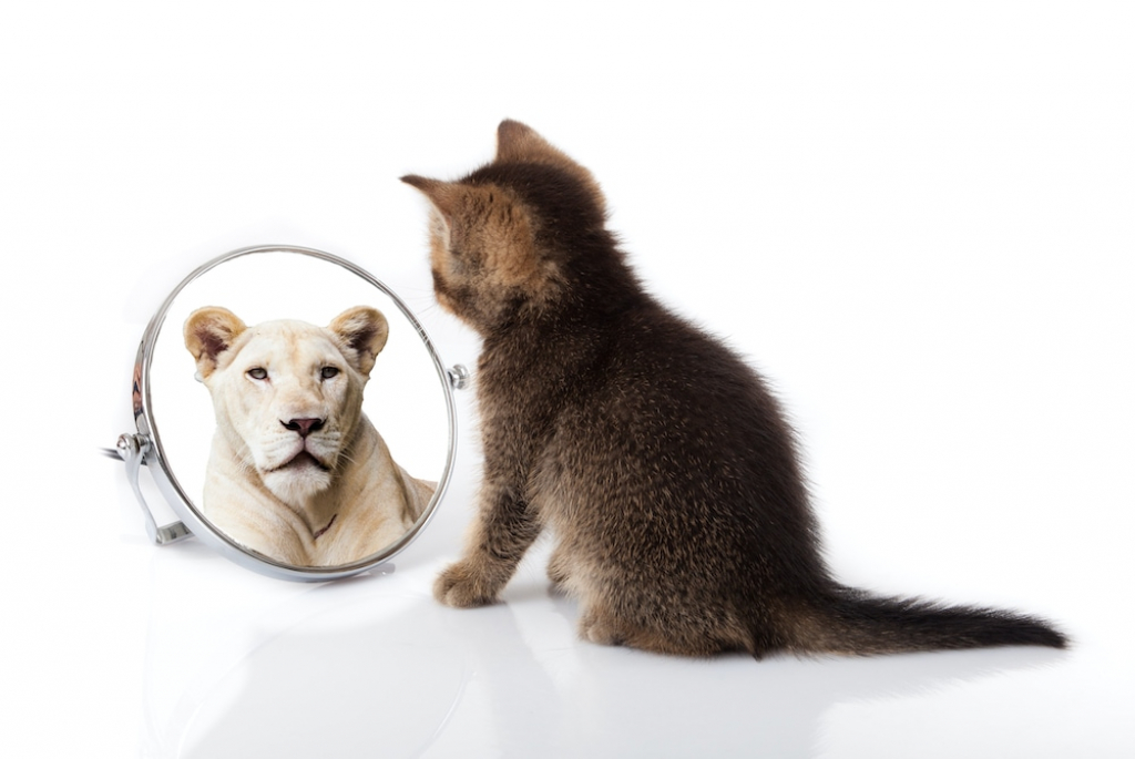 Kitten looking in a mirror seeing itself as a lion | Commitment Consistency Bias Brief